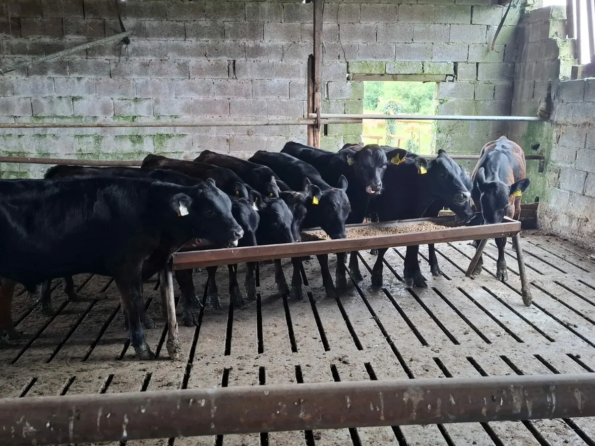 Angus Runner Bulls - Image 3