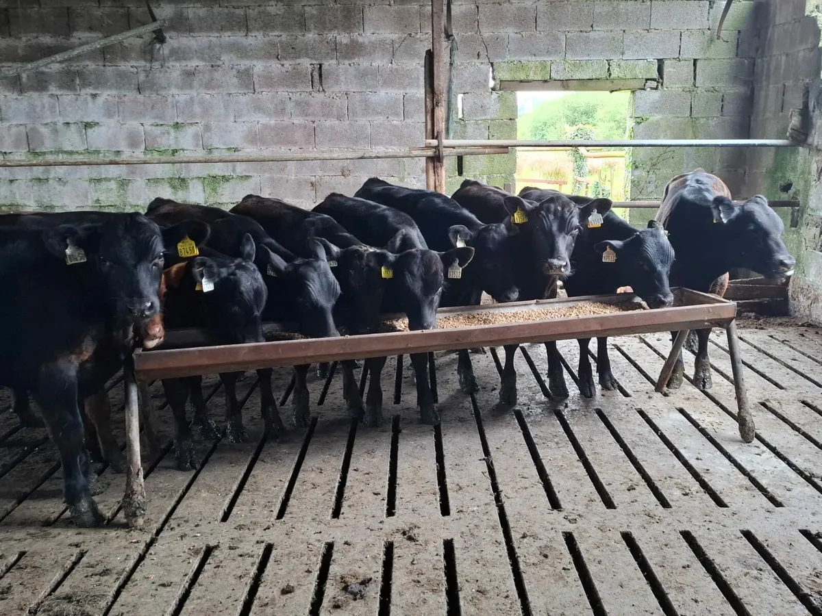 Angus Runner Bulls - Image 4