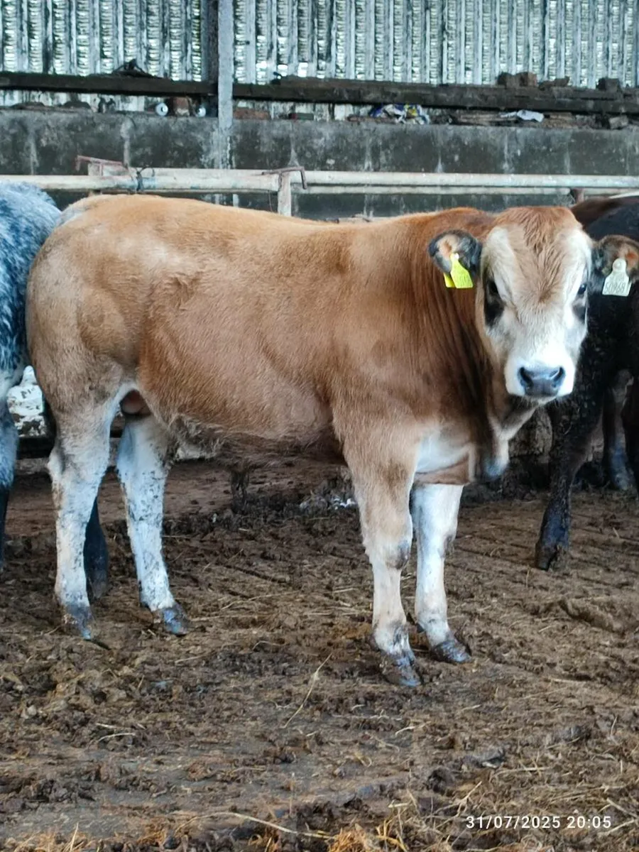 Pedigree parthenaise bull - Image 1
