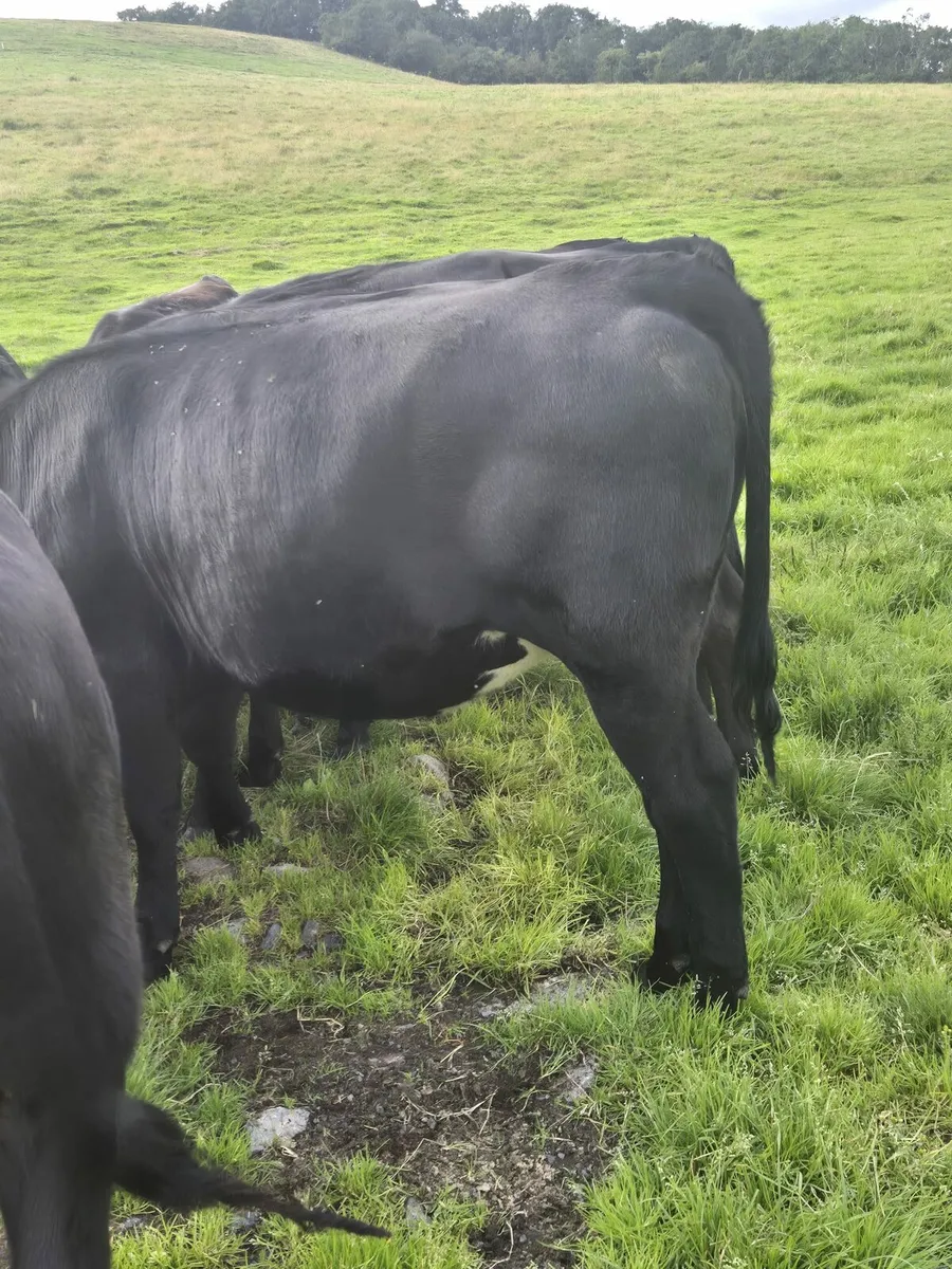 AA heifers - Image 1