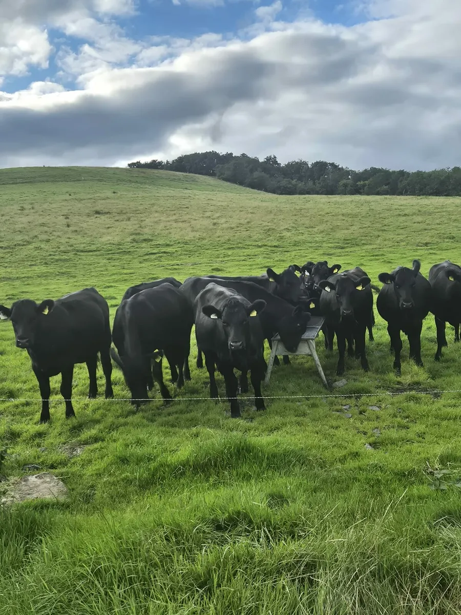 AA heifers - Image 2