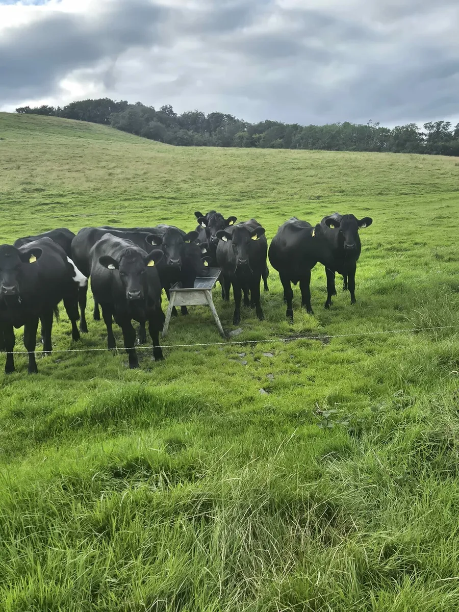 AA heifers - Image 3