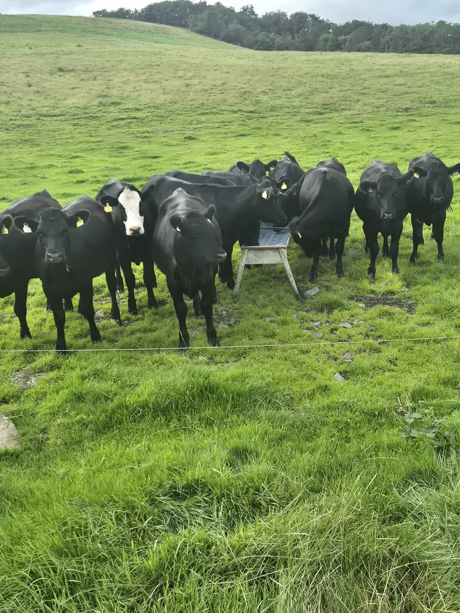 AA heifers - Image 4