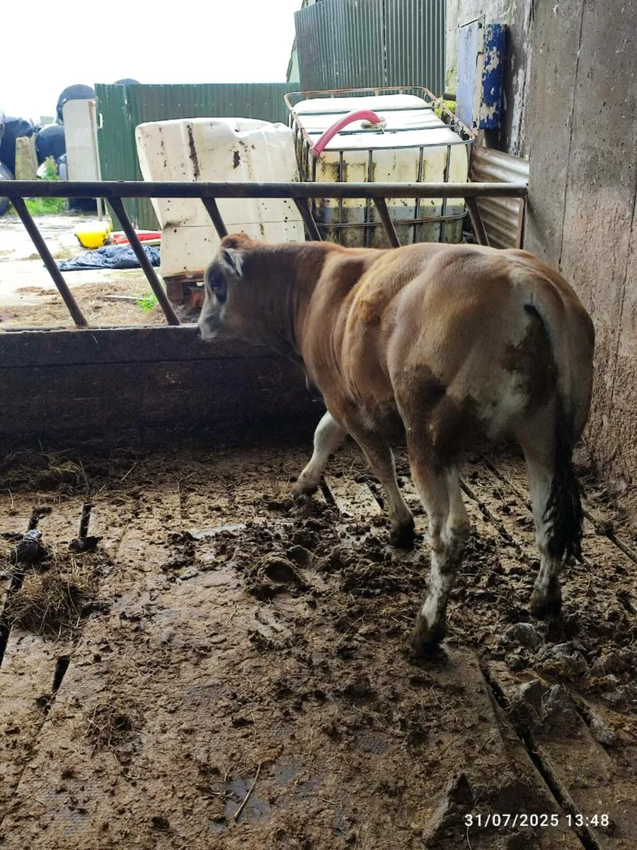 Pedigree parthenaise bull - Image 2