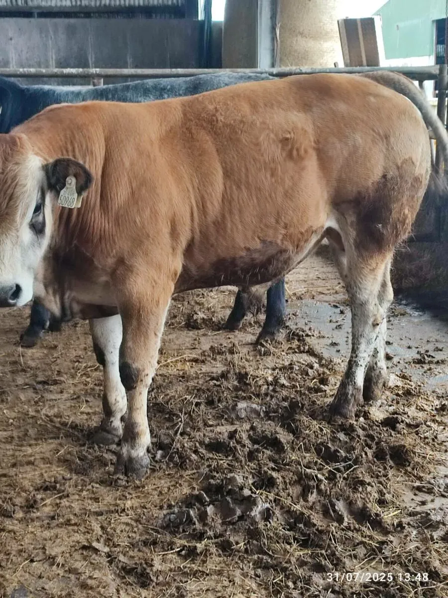 Pedigree parthenaise bull - Image 3