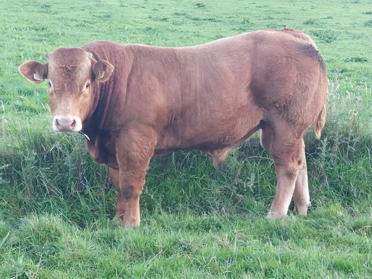 Pb Limousin bull scep eligible