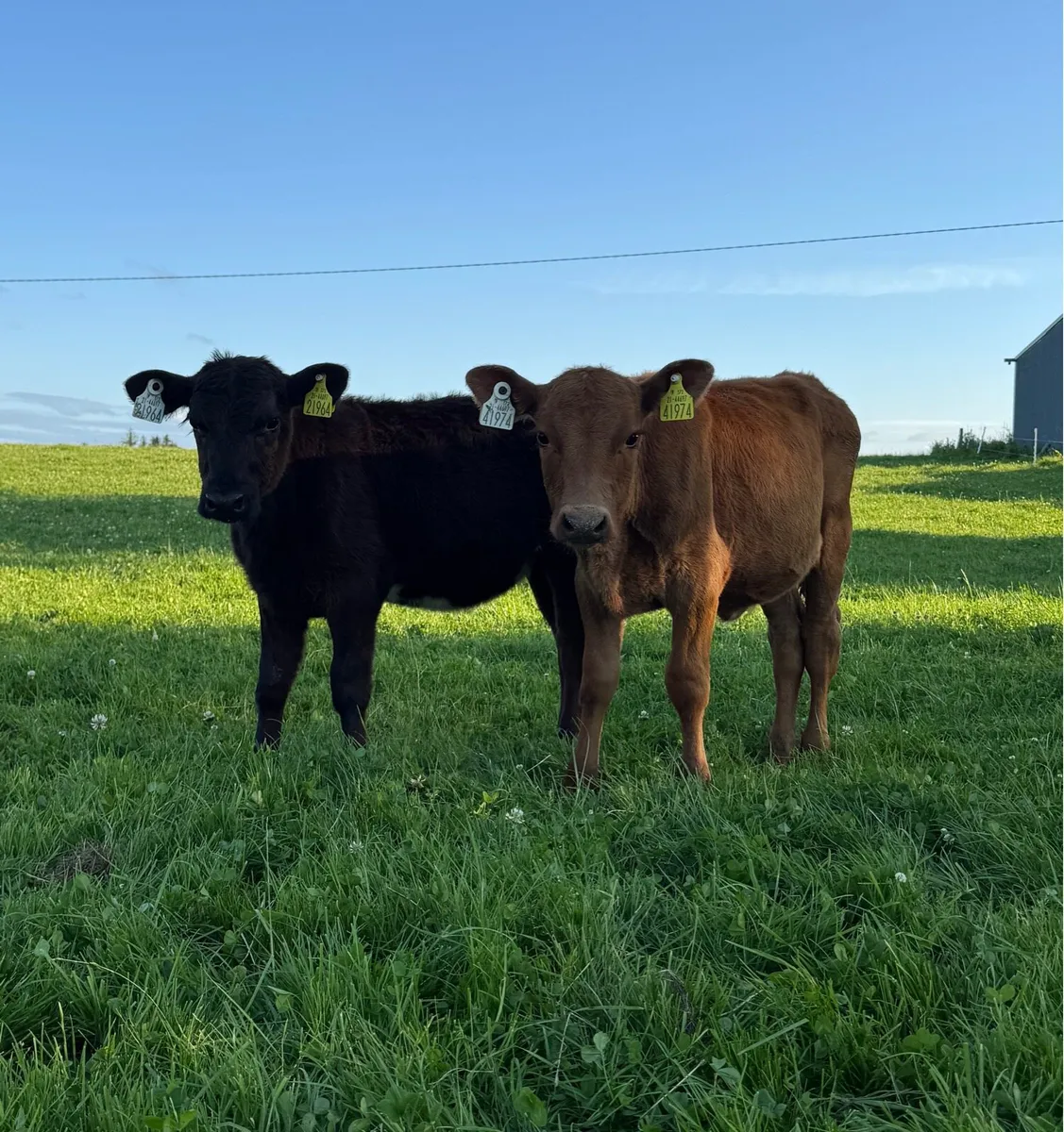 Reared angus heifer calves - Image 1