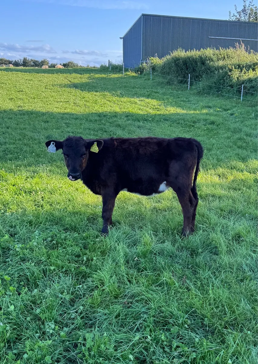 Reared angus heifer calves - Image 2