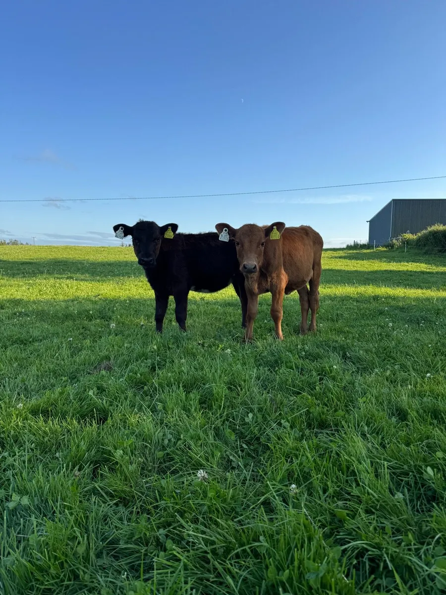 Reared angus heifer calves - Image 3
