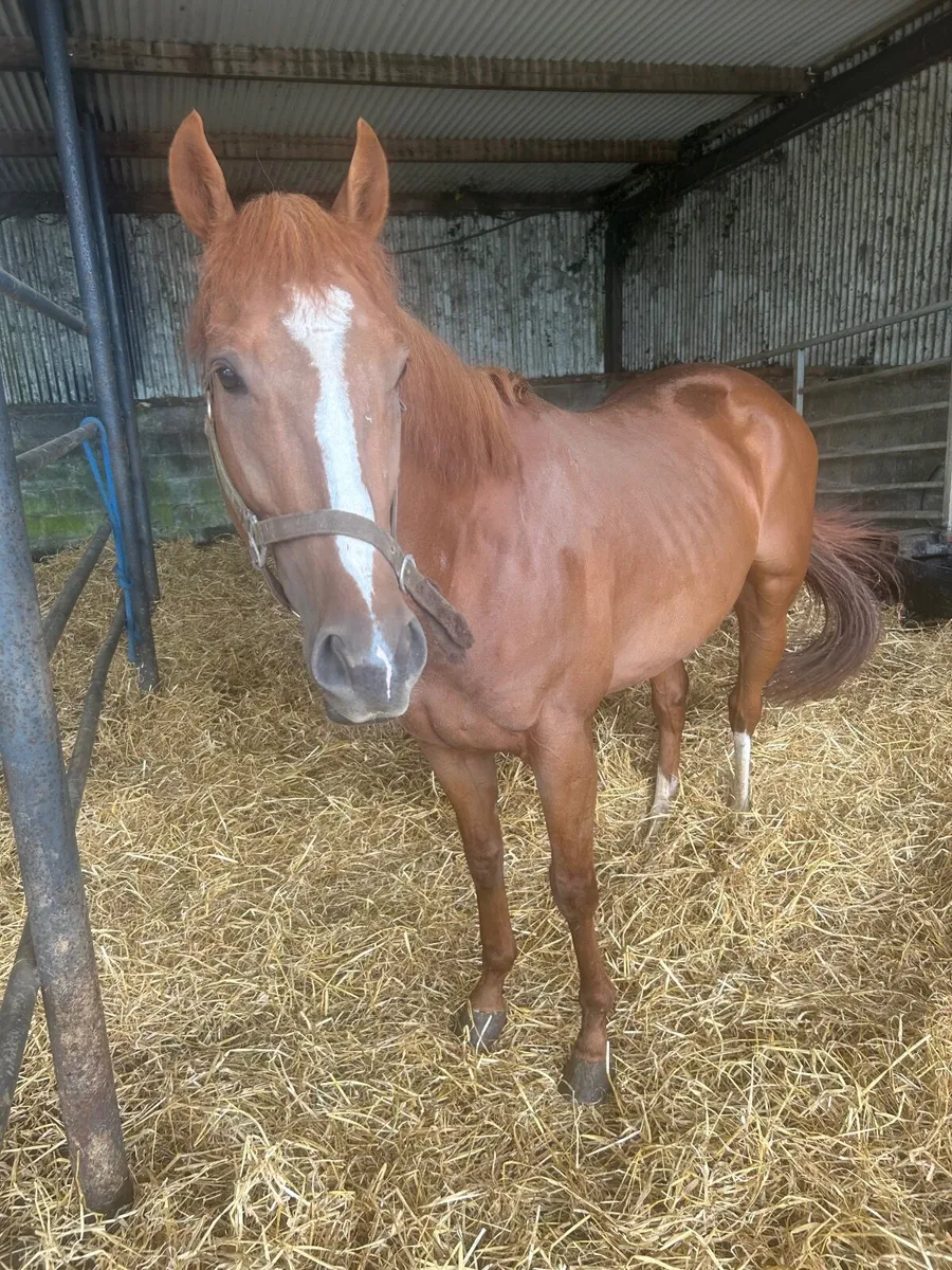 3year old 16hh - Image 3