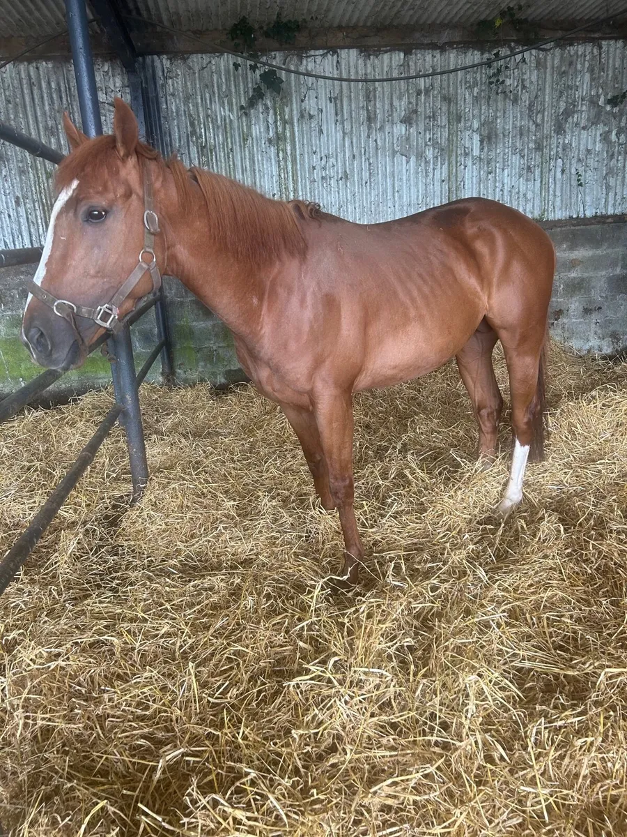 3year old 16hh - Image 4