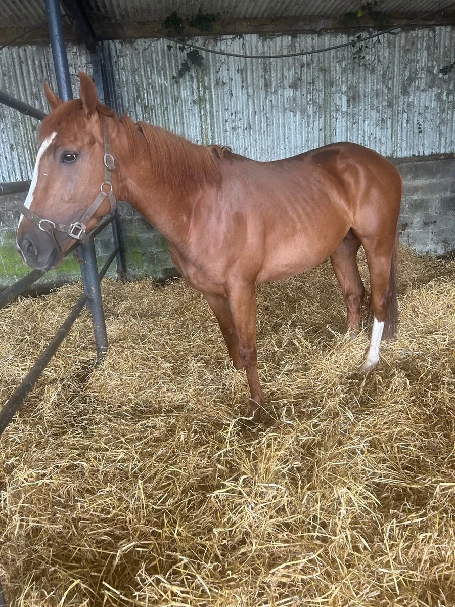 3year old 16hh - Image 1