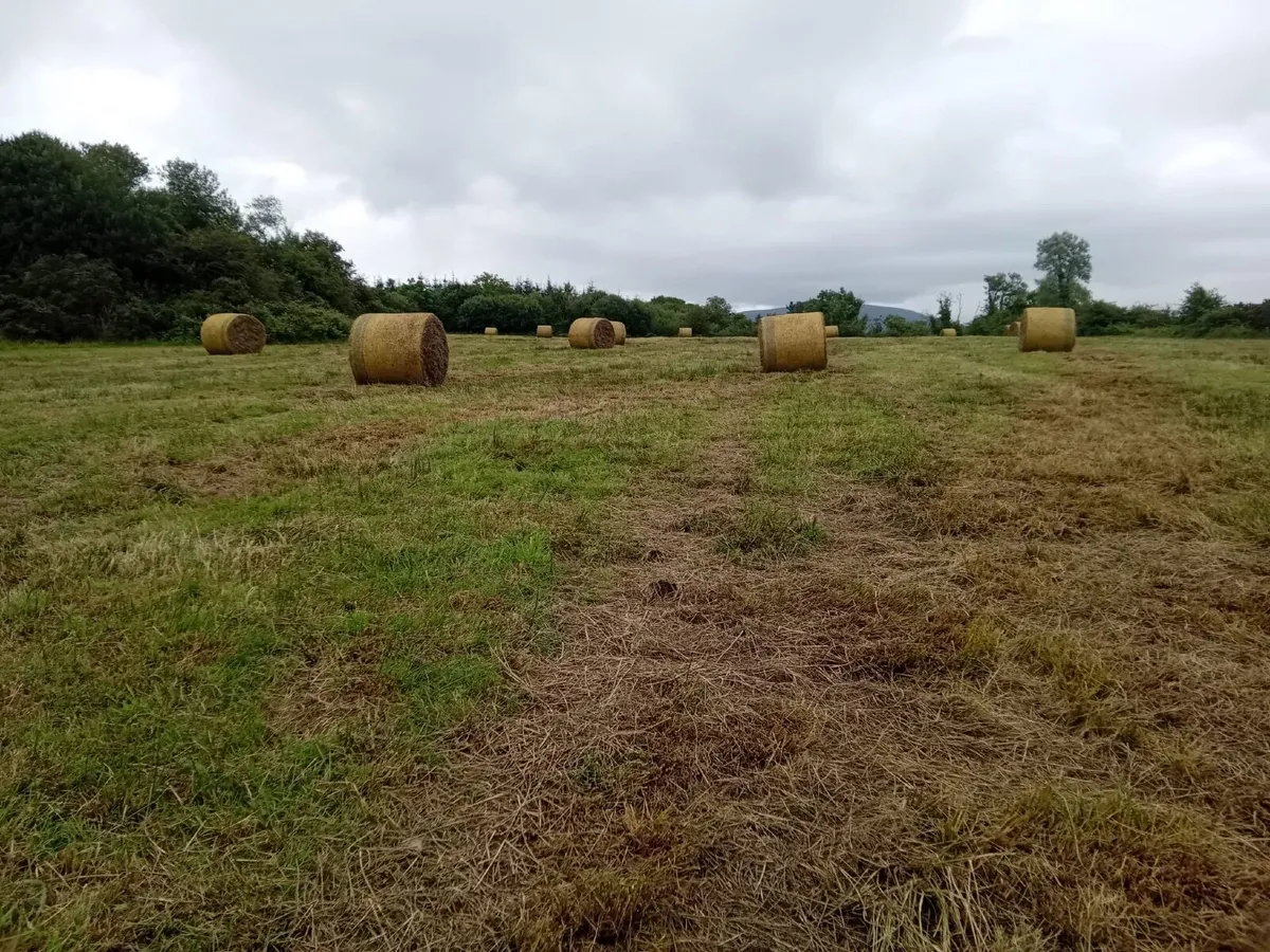 27 round bales of rushes - Image 1