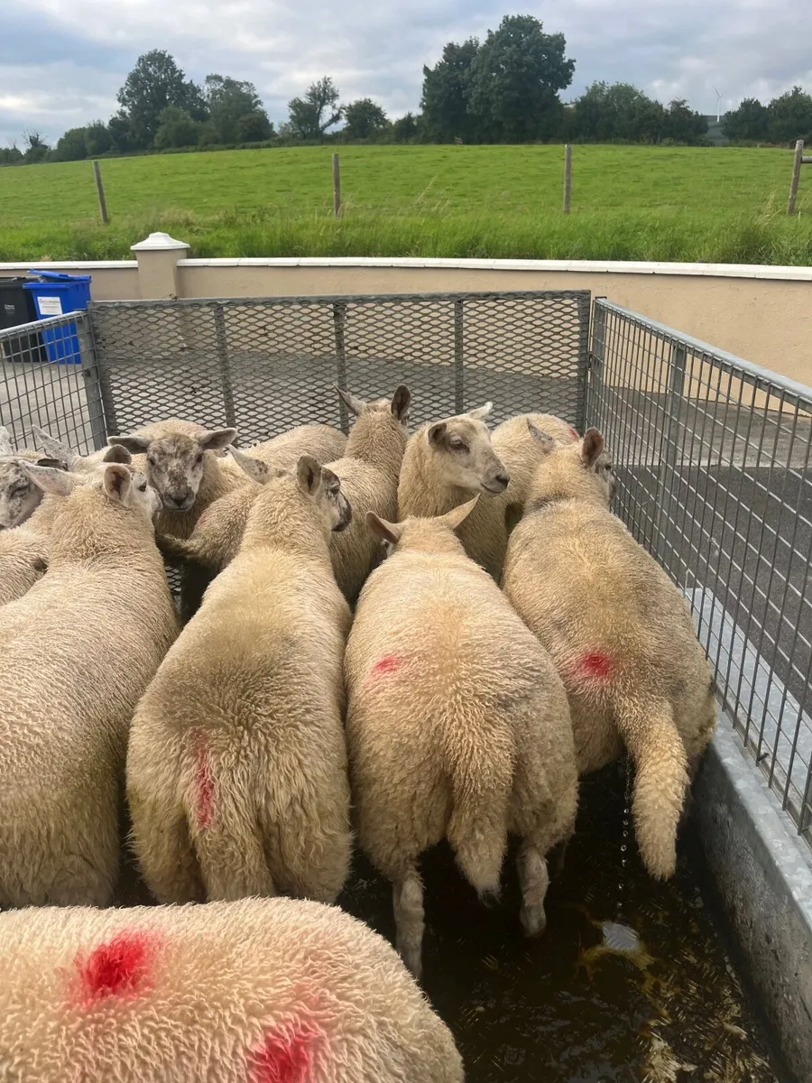 Store lambs - Image 1
