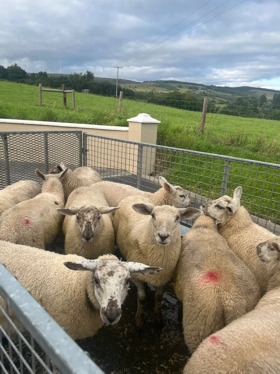 Store lambs - Image 2