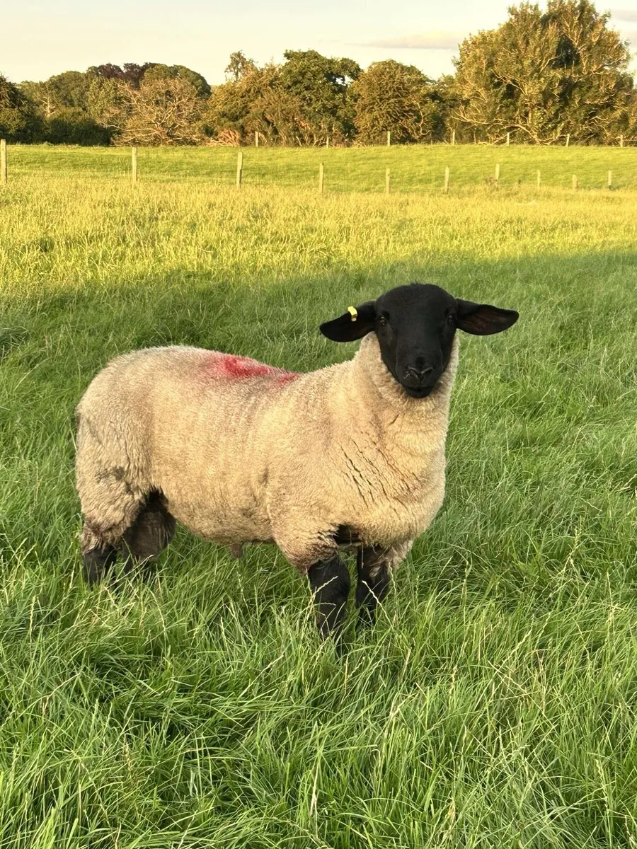 Suffolk/ Suftex PBNR ram lambs - Image 1