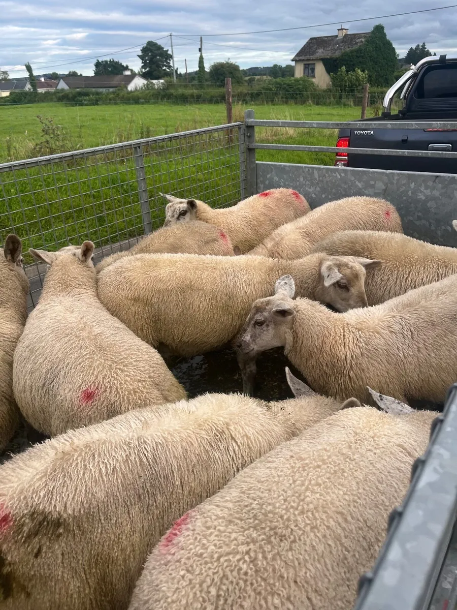Store lambs - Image 3