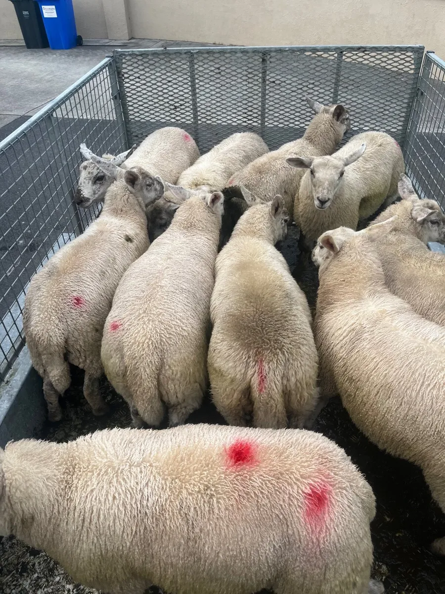 Store lambs - Image 4