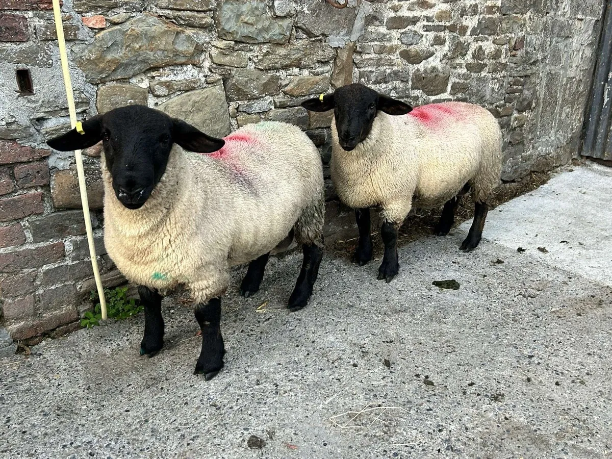 Suffolk/ Suftex PBNR ram lambs - Image 3