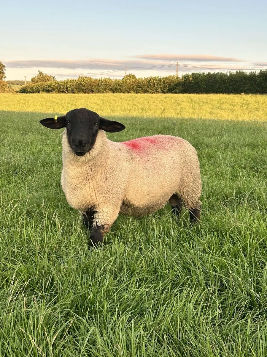 Suffolk/ Suftex PBNR ram lambs - Image 4