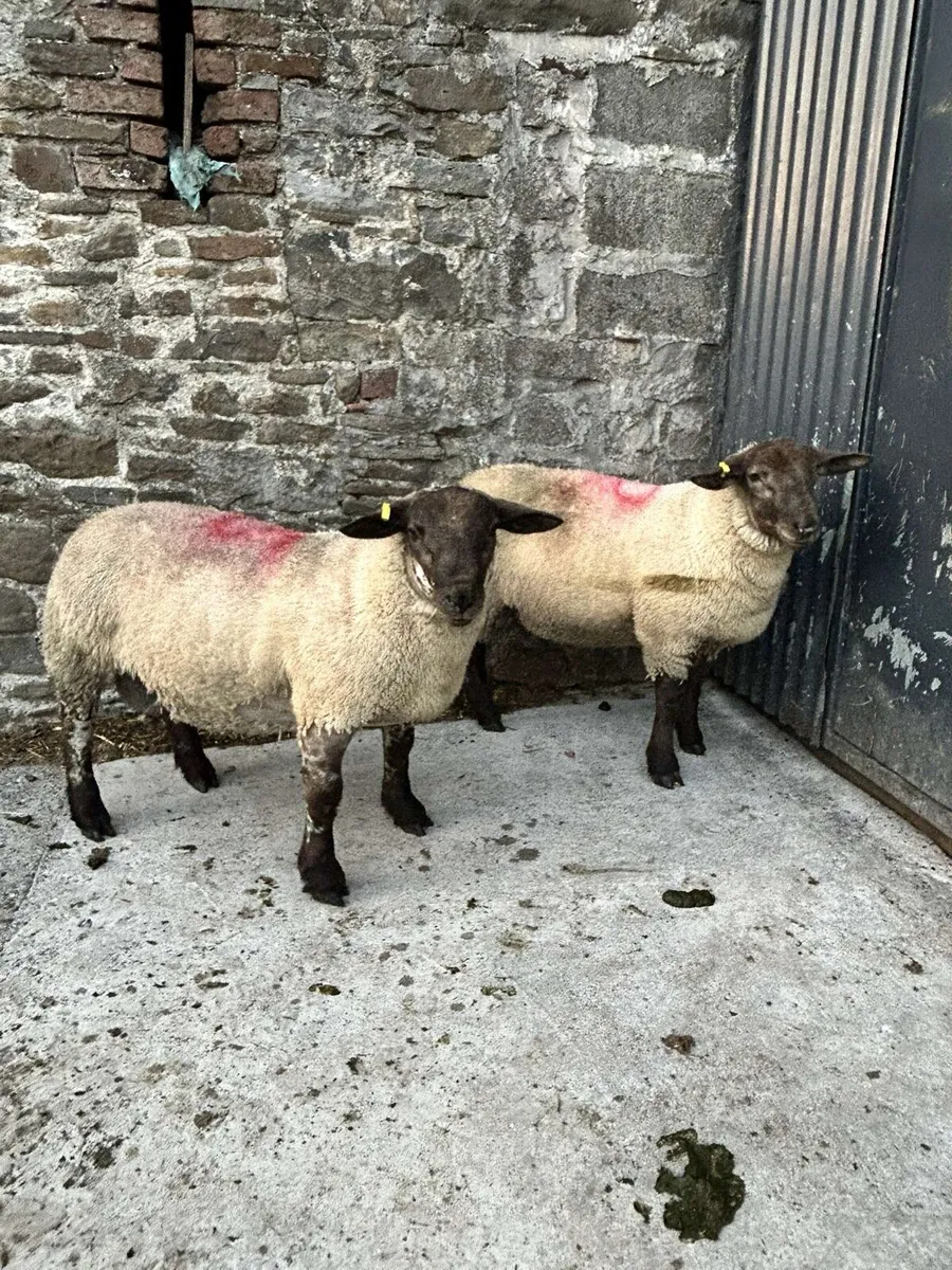 Suftex PBNR ram lamb - Image 1