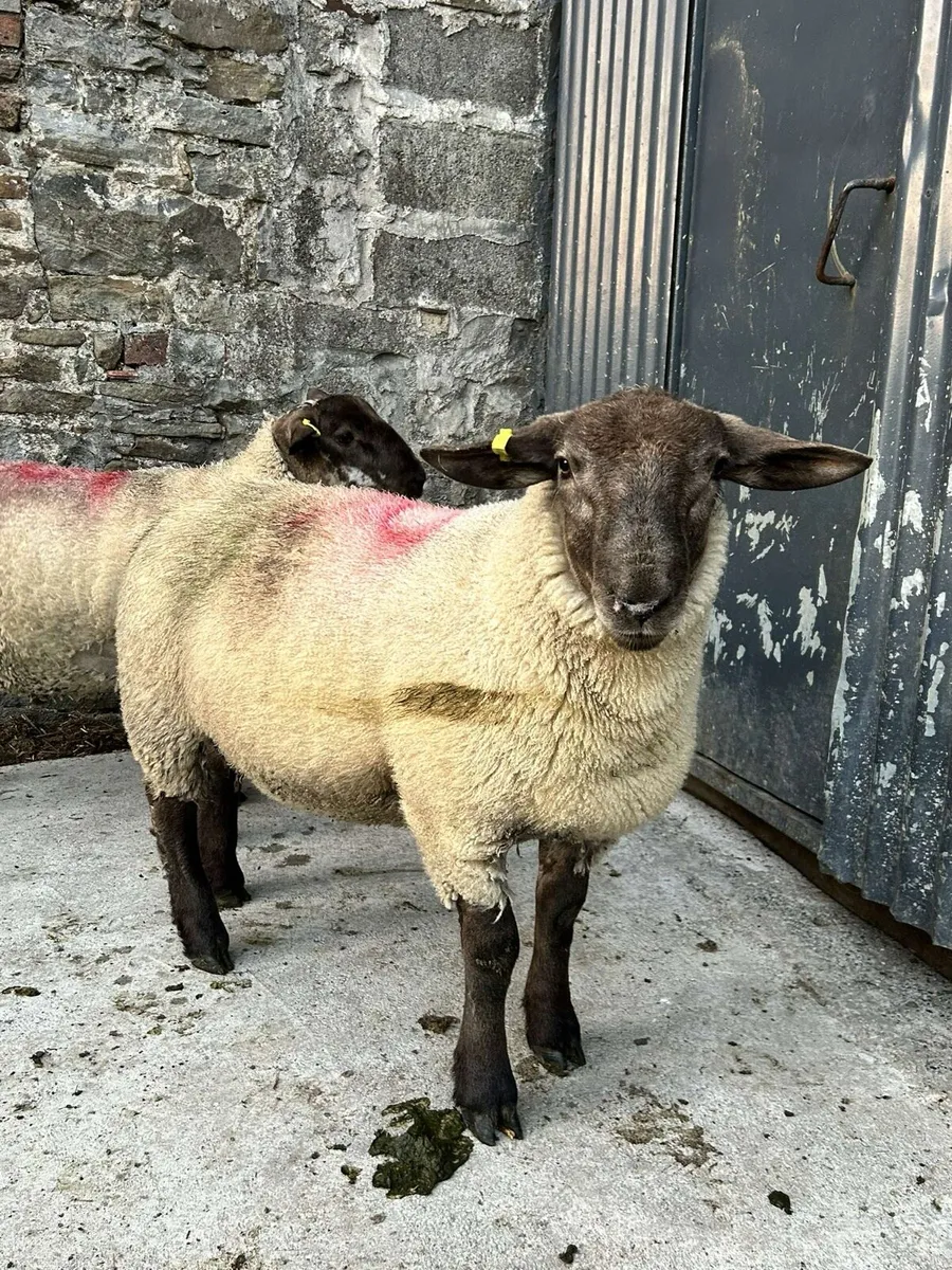 Suftex PBNR ram lamb - Image 2