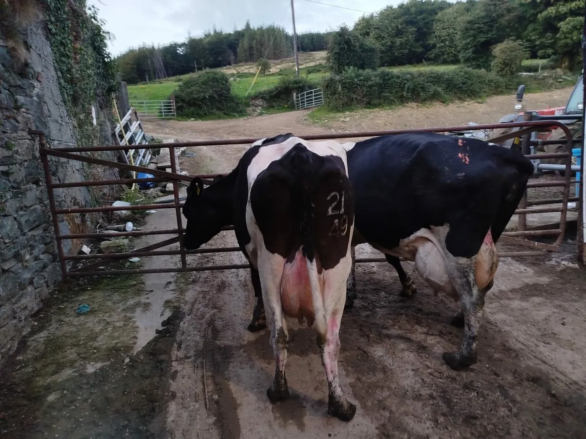 2 High Cell count cows - Image 2