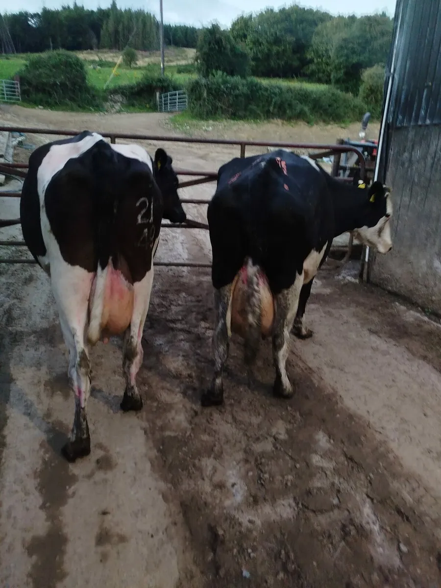 2 High Cell count cows - Image 1
