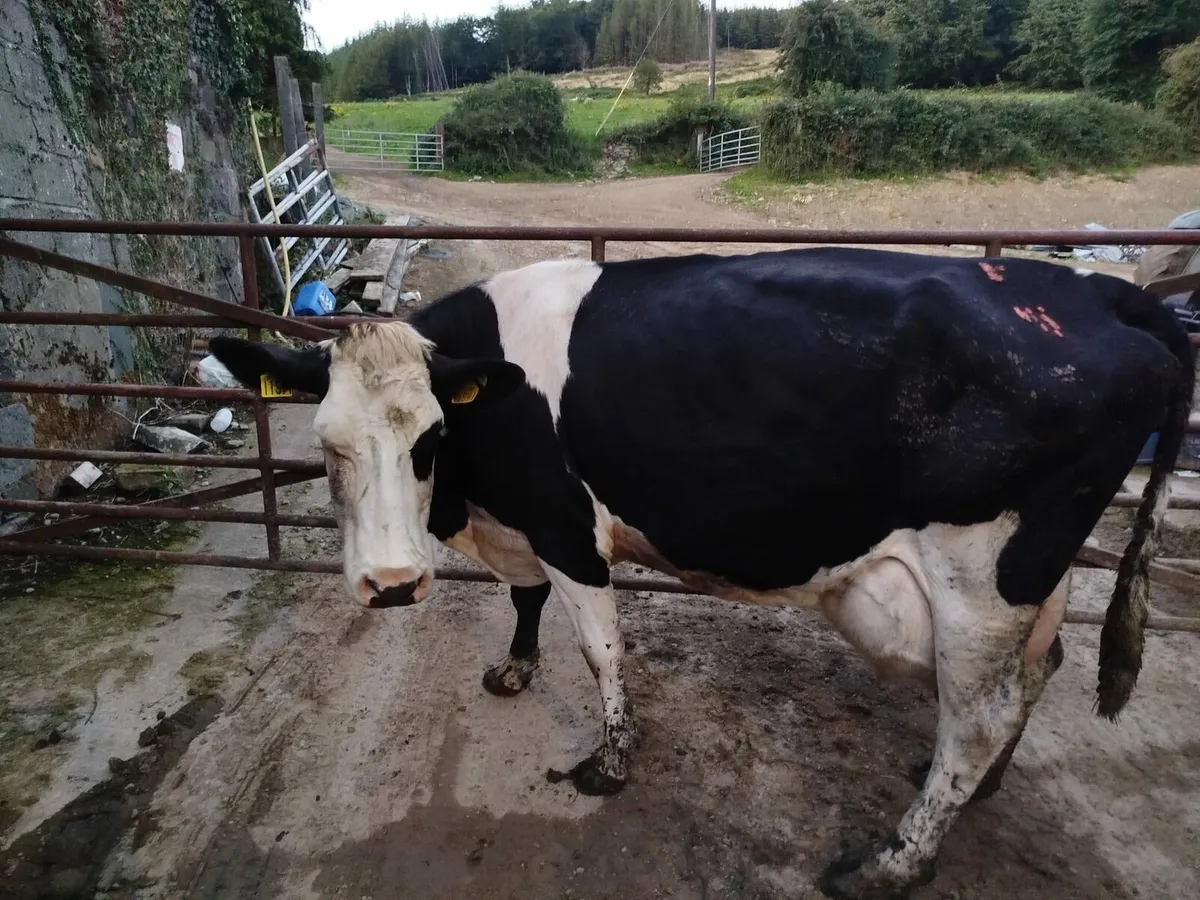 2 High Cell count cows - Image 3