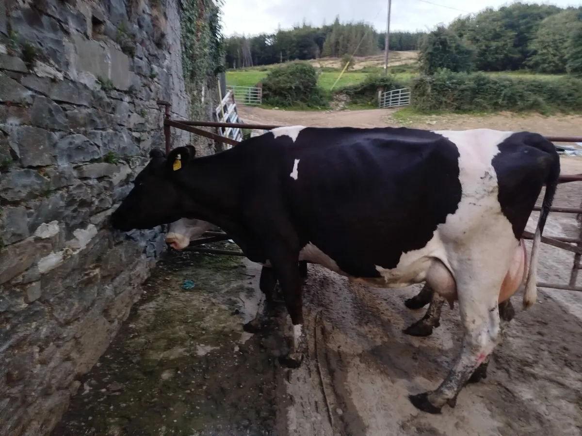 2 High Cell count cows - Image 4
