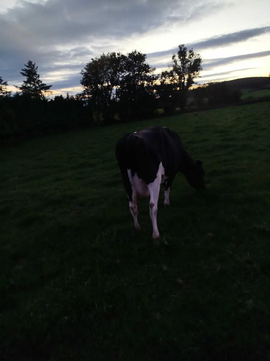 Cull Cows - Image 2