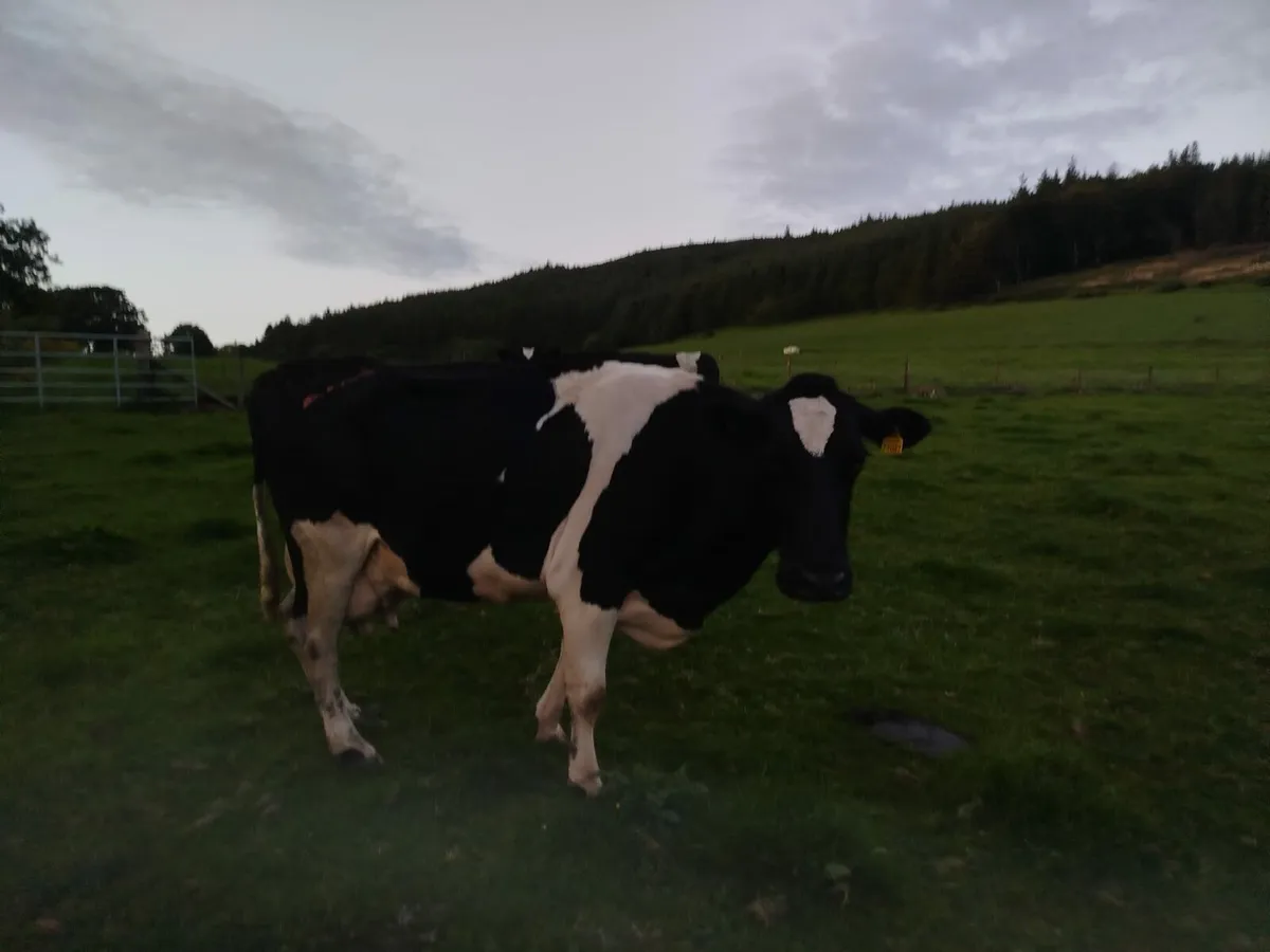 Cull Cows - Image 1