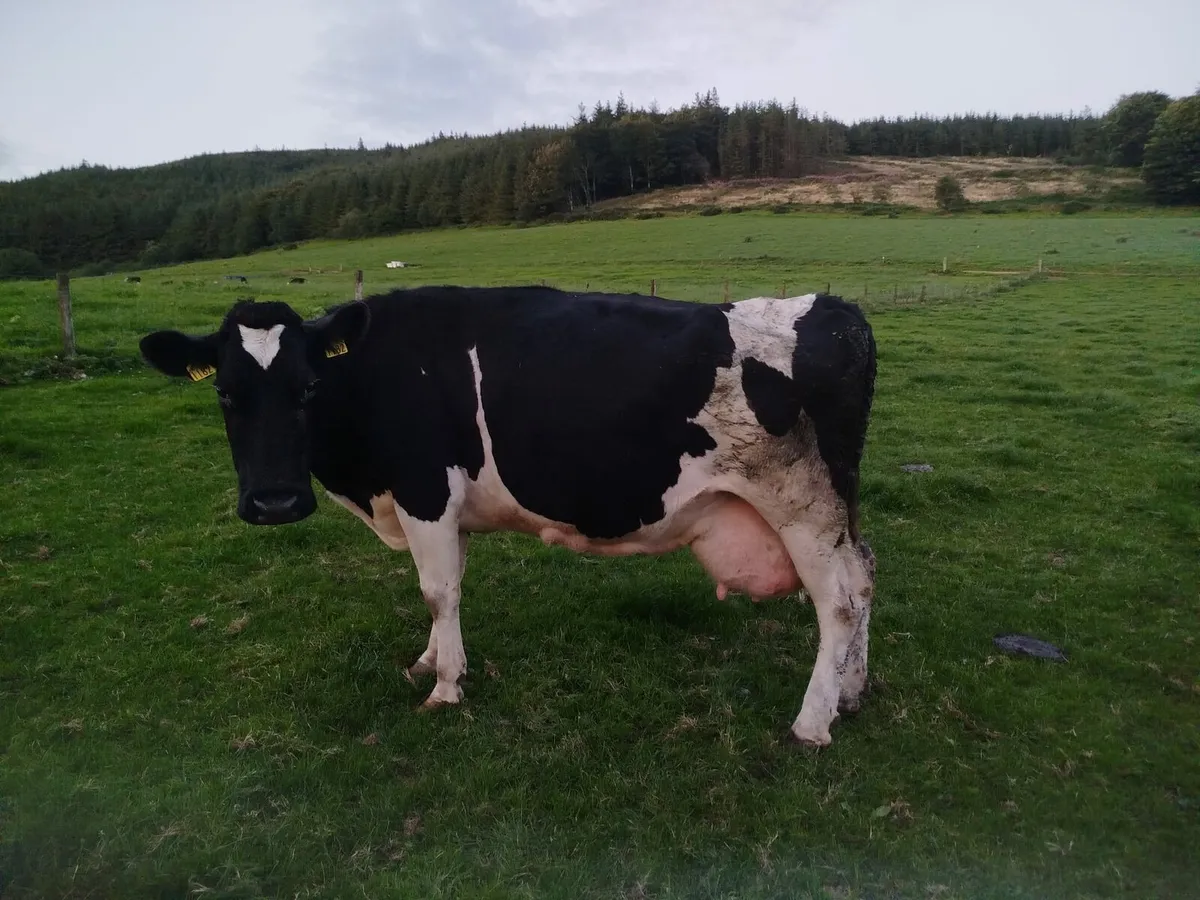 Cull Cows - Image 3