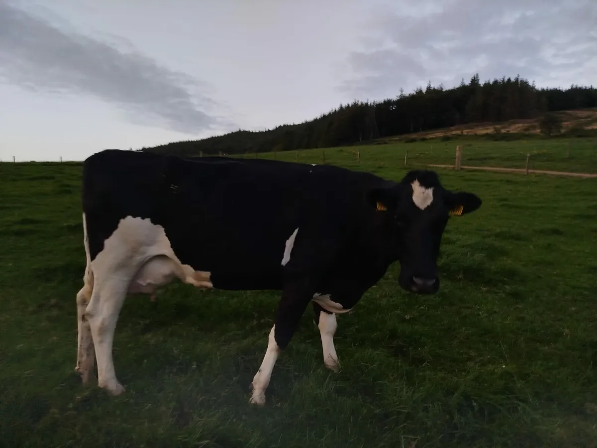 Cull Cows - Image 4