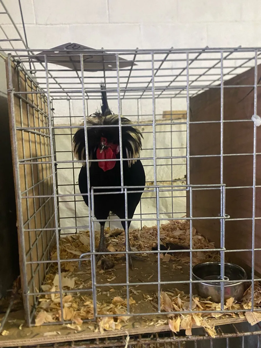 White crested black polish - Image 1