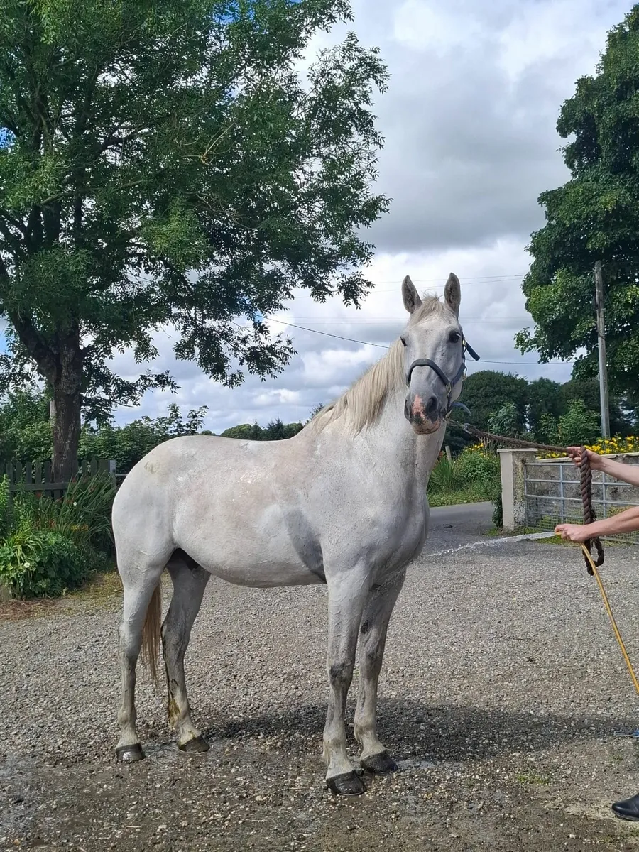 Horse - Image 1