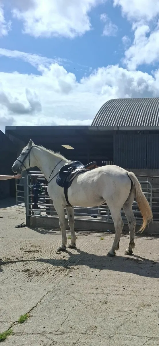 Horse - Image 2