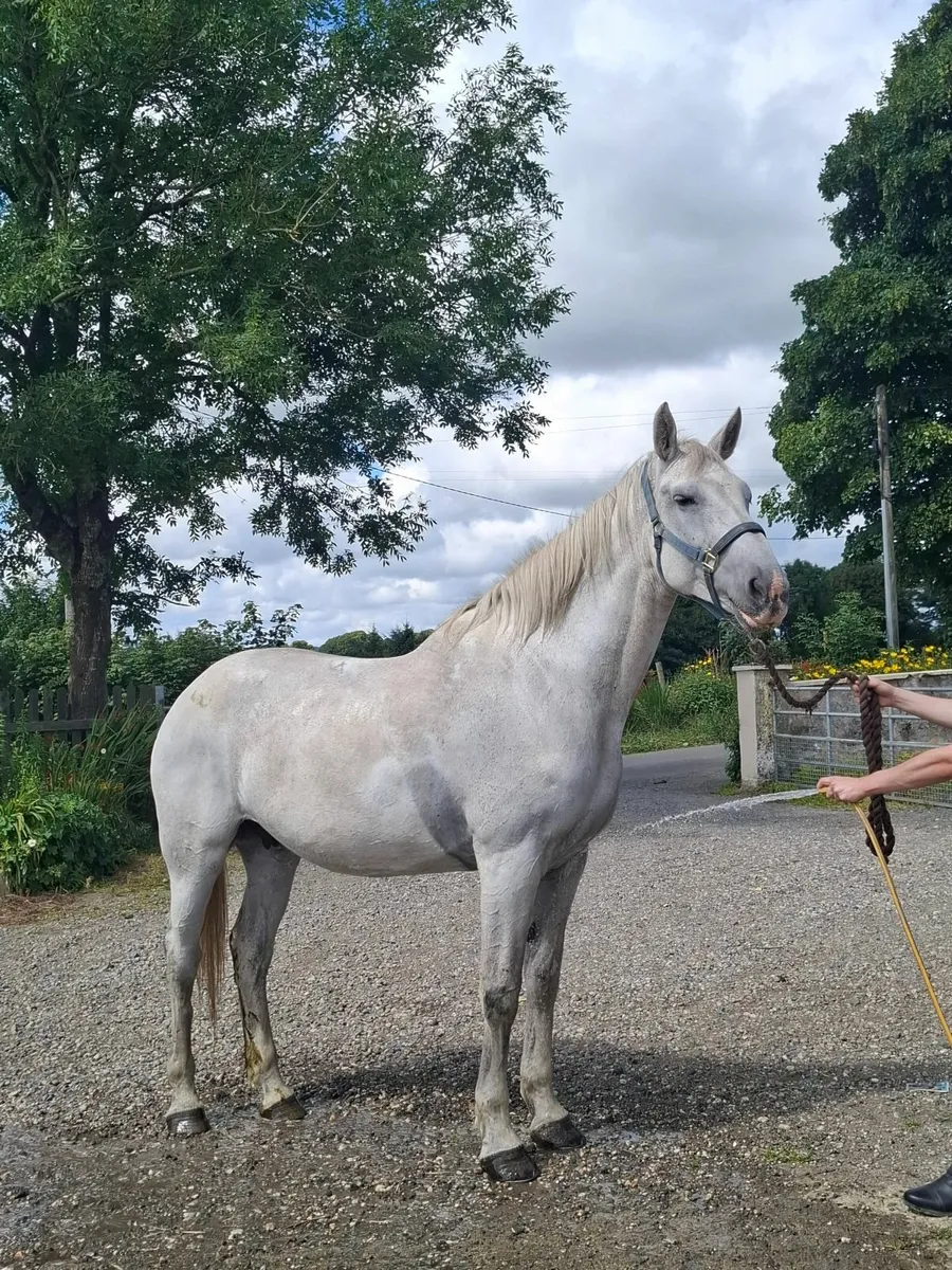 Horse - Image 3