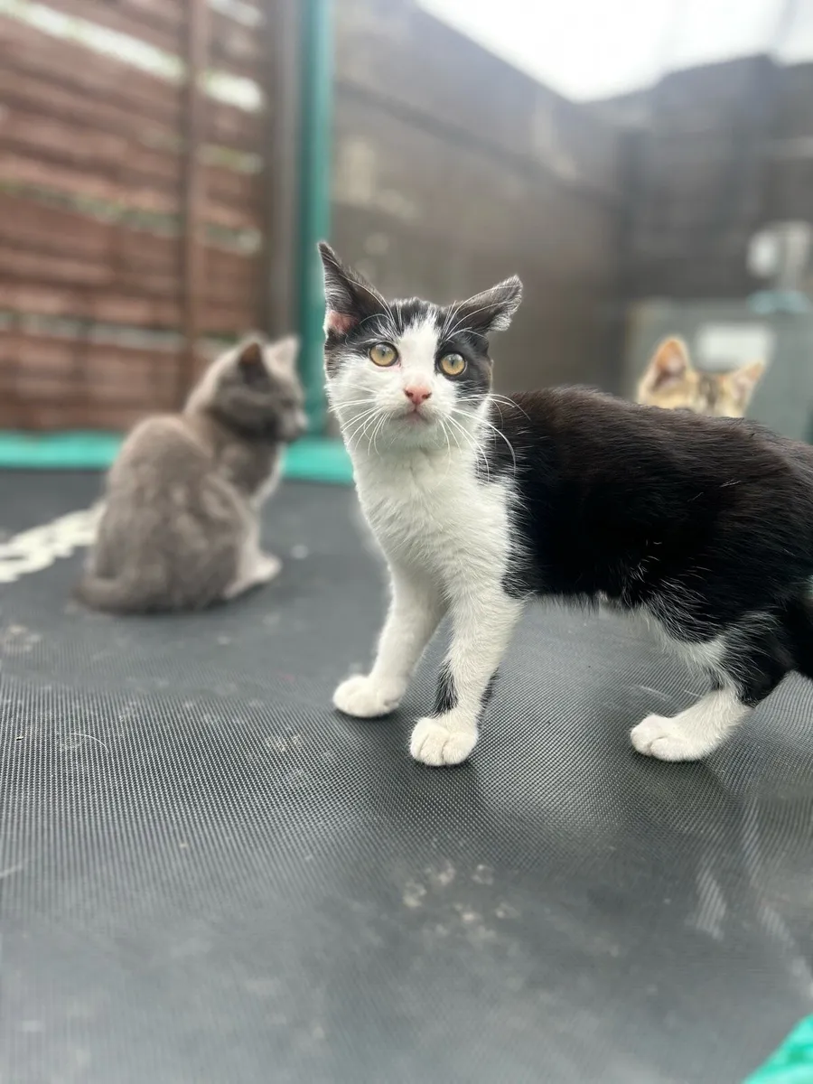 little female kittens - Image 1