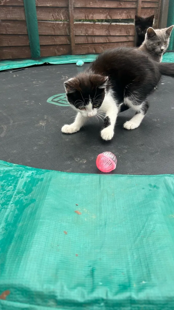 little female kittens - Image 3