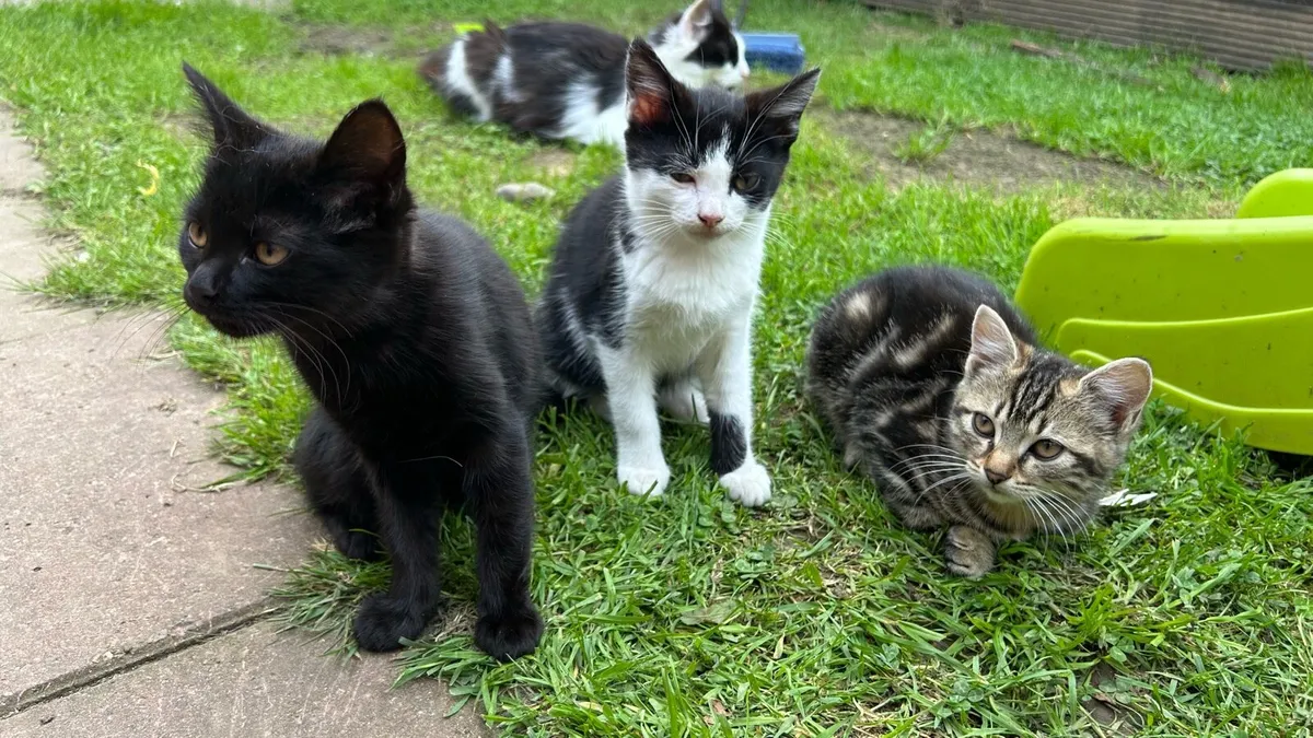 little female kittens - Image 2