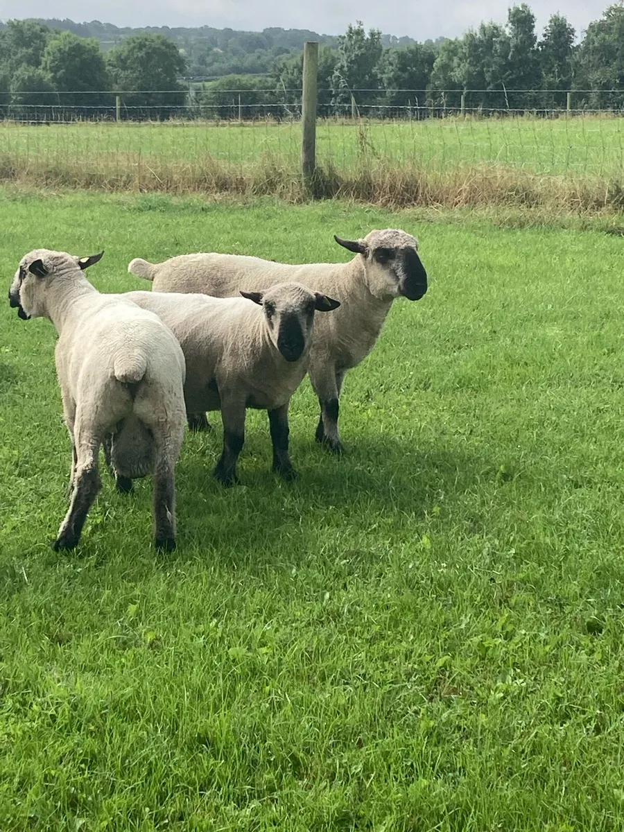 3 Hampshire Down hogget rams - Image 1