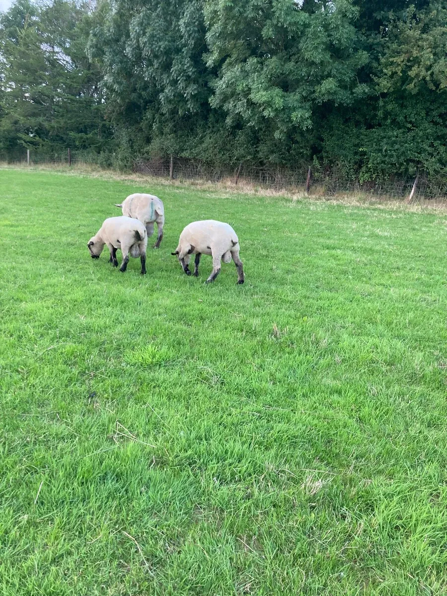 3 Hampshire Down hogget rams - Image 3