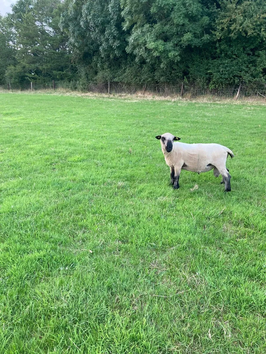 3 Hampshire Down hogget rams - Image 4