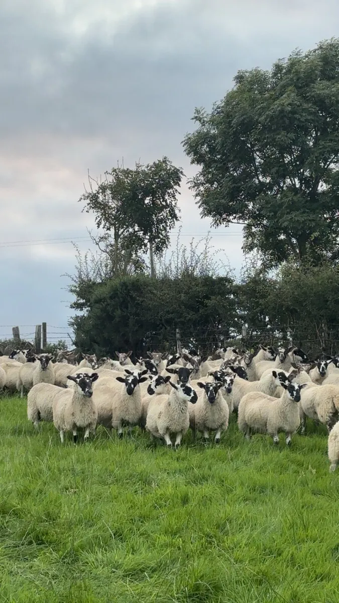 Strong store lambs - Image 2