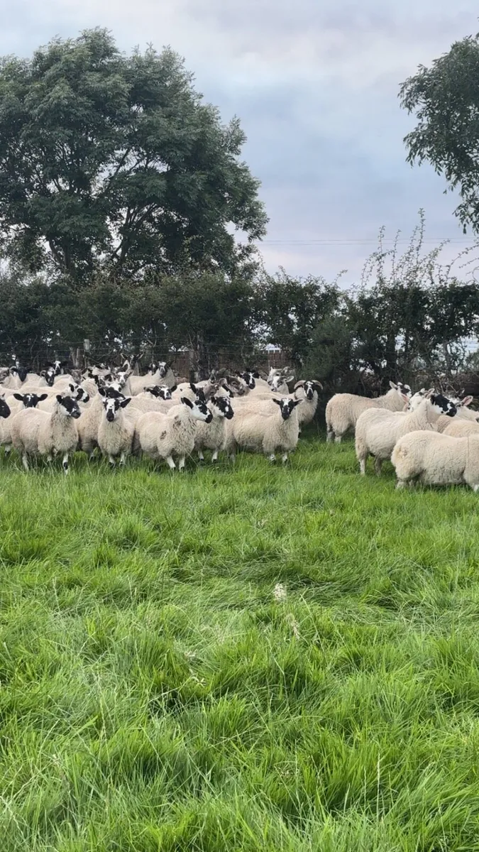 Strong store lambs - Image 3