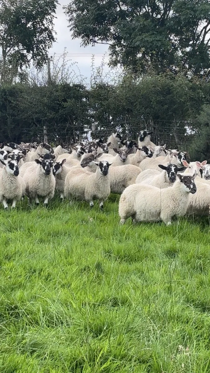 Strong store lambs - Image 4