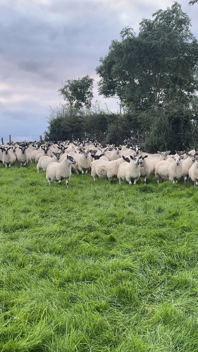 Strong store lambs - Image 1