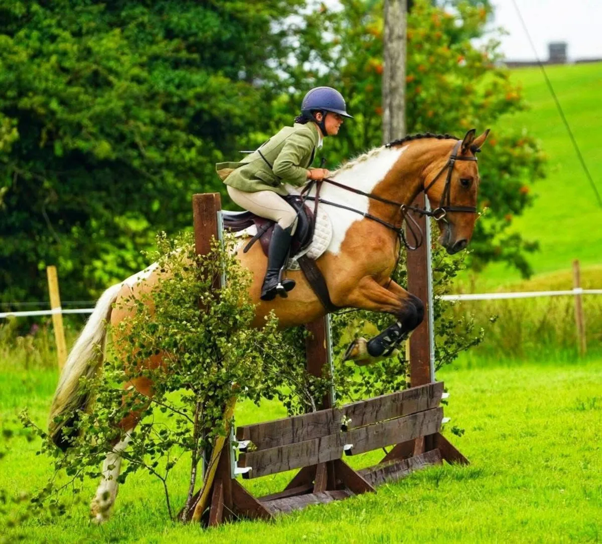 Horse - Image 1