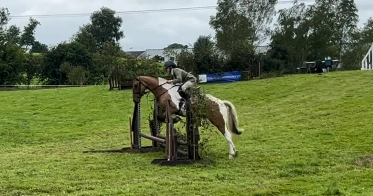 Horse - Image 2